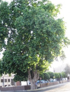 Plátano de la calle Jorge Luna