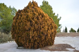Ubicada en el paraje del Salz, junto a la ermita.