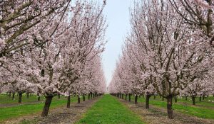 Las flores del trabajo
